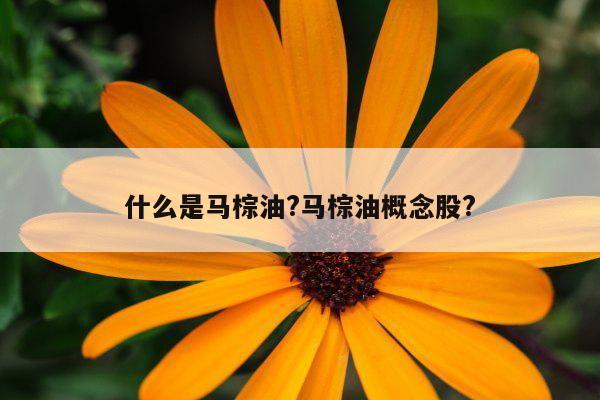什么是马棕油?马棕油概念股?